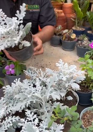 CINERARIA9