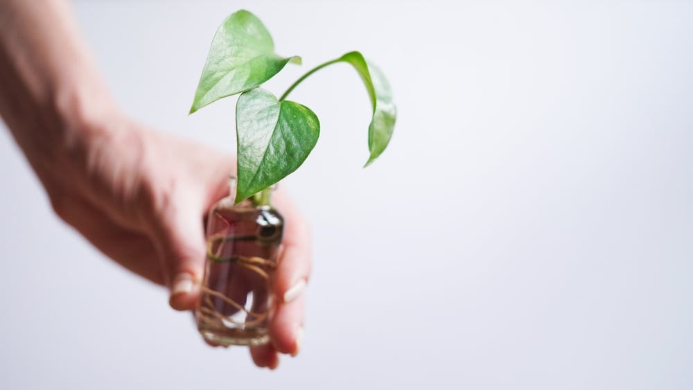 plantas3