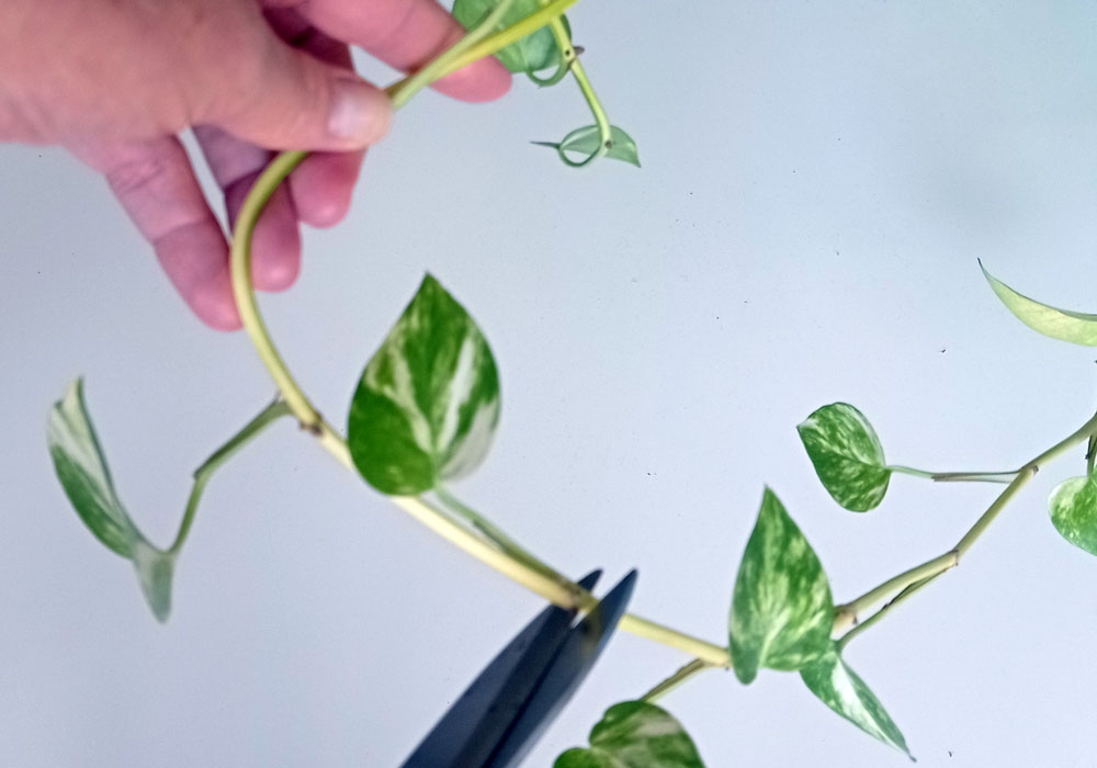 plantas2