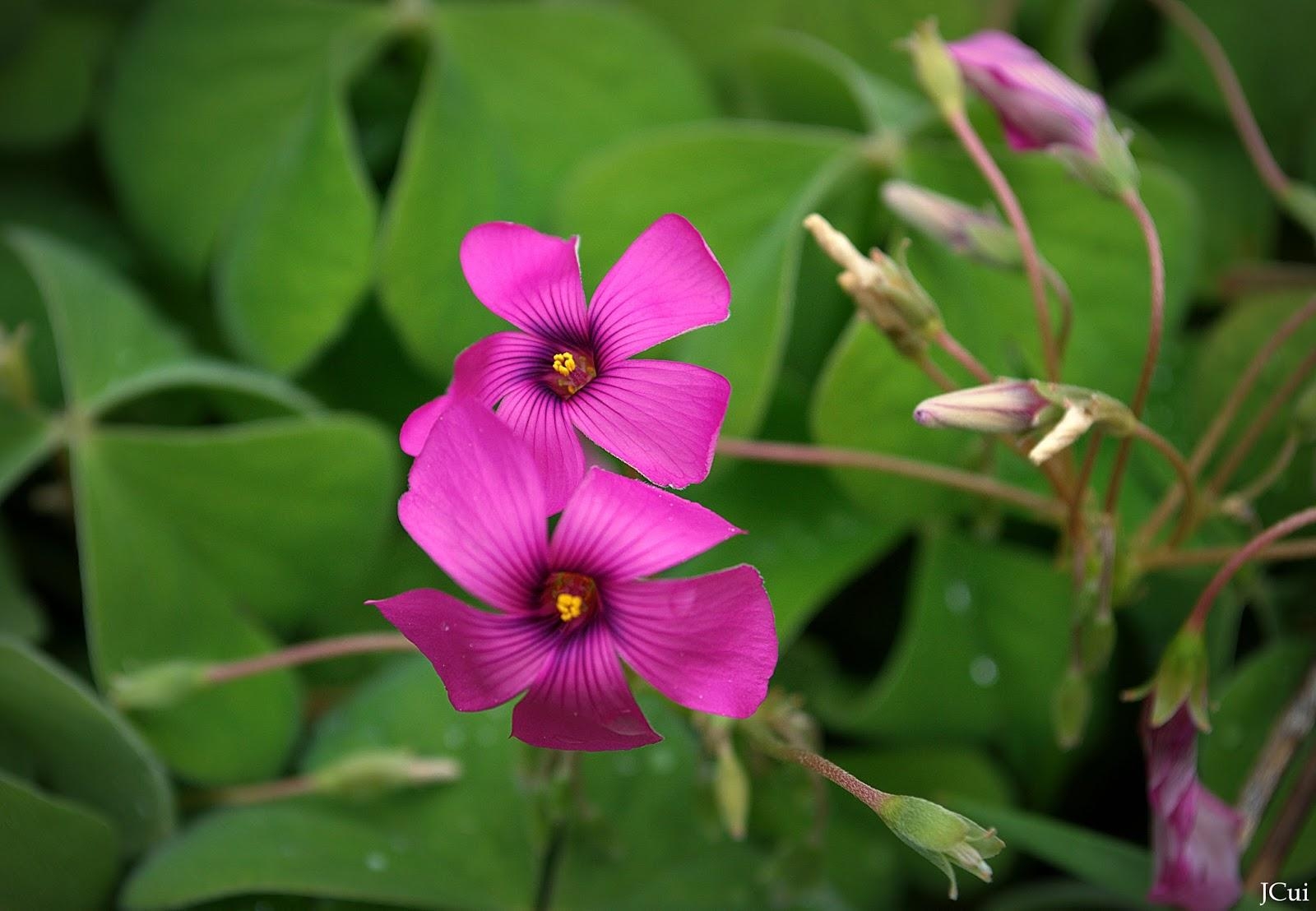 5733545f9f-oxalis-latifolia