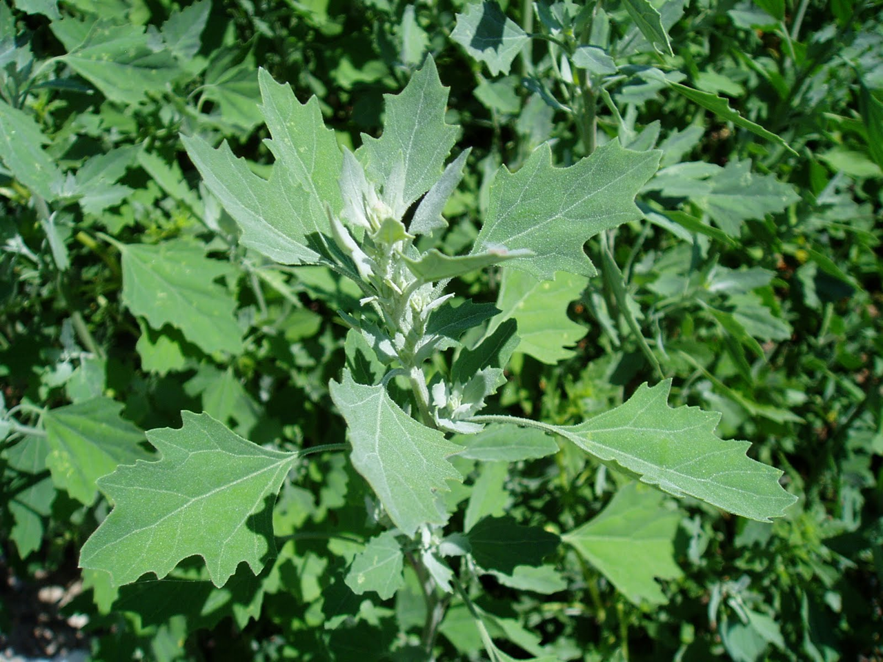 malezas