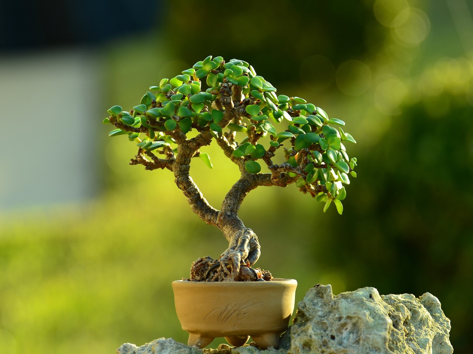 tZ1tDdyTk_2000x1500__1