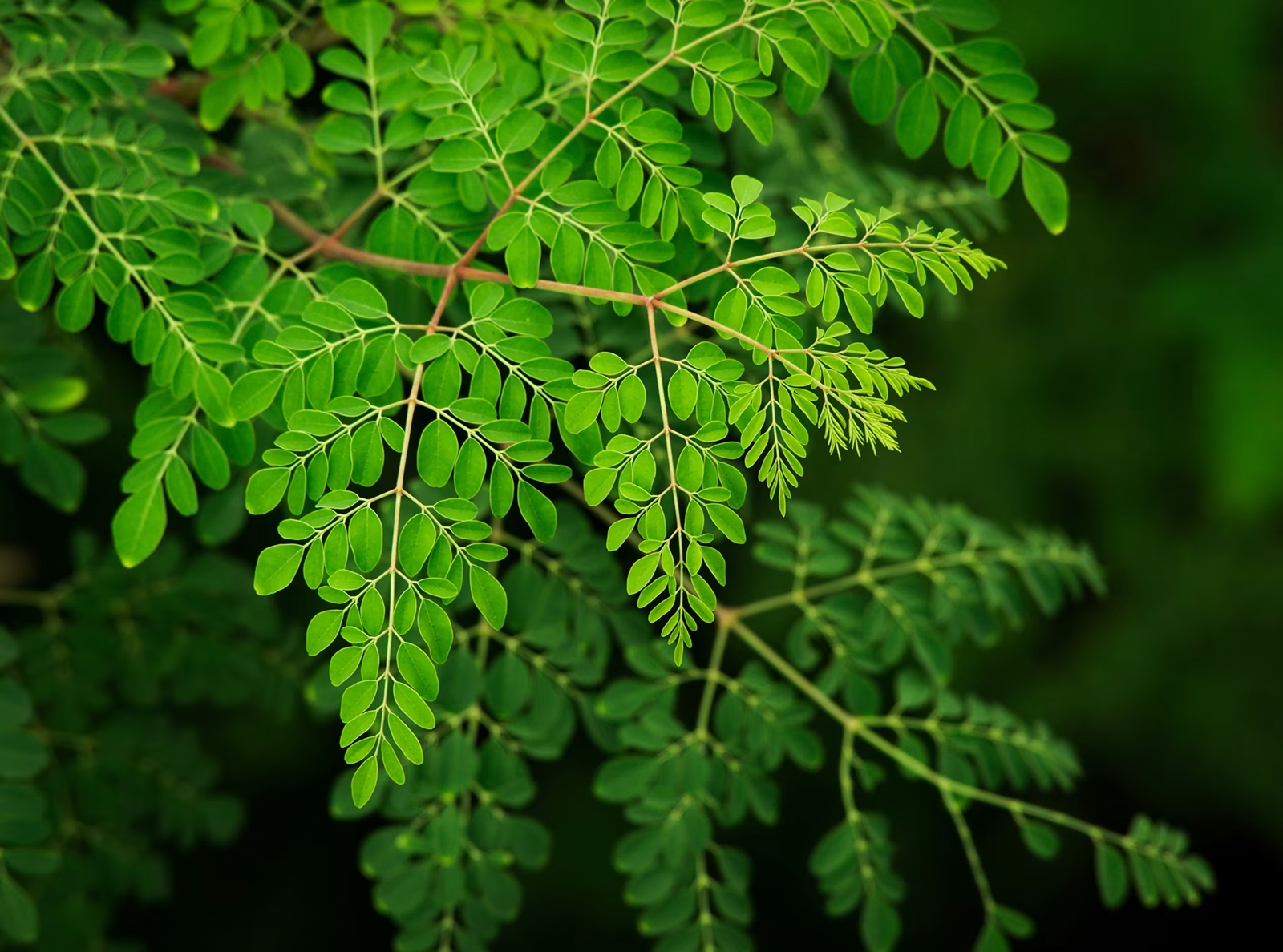 moringa 1