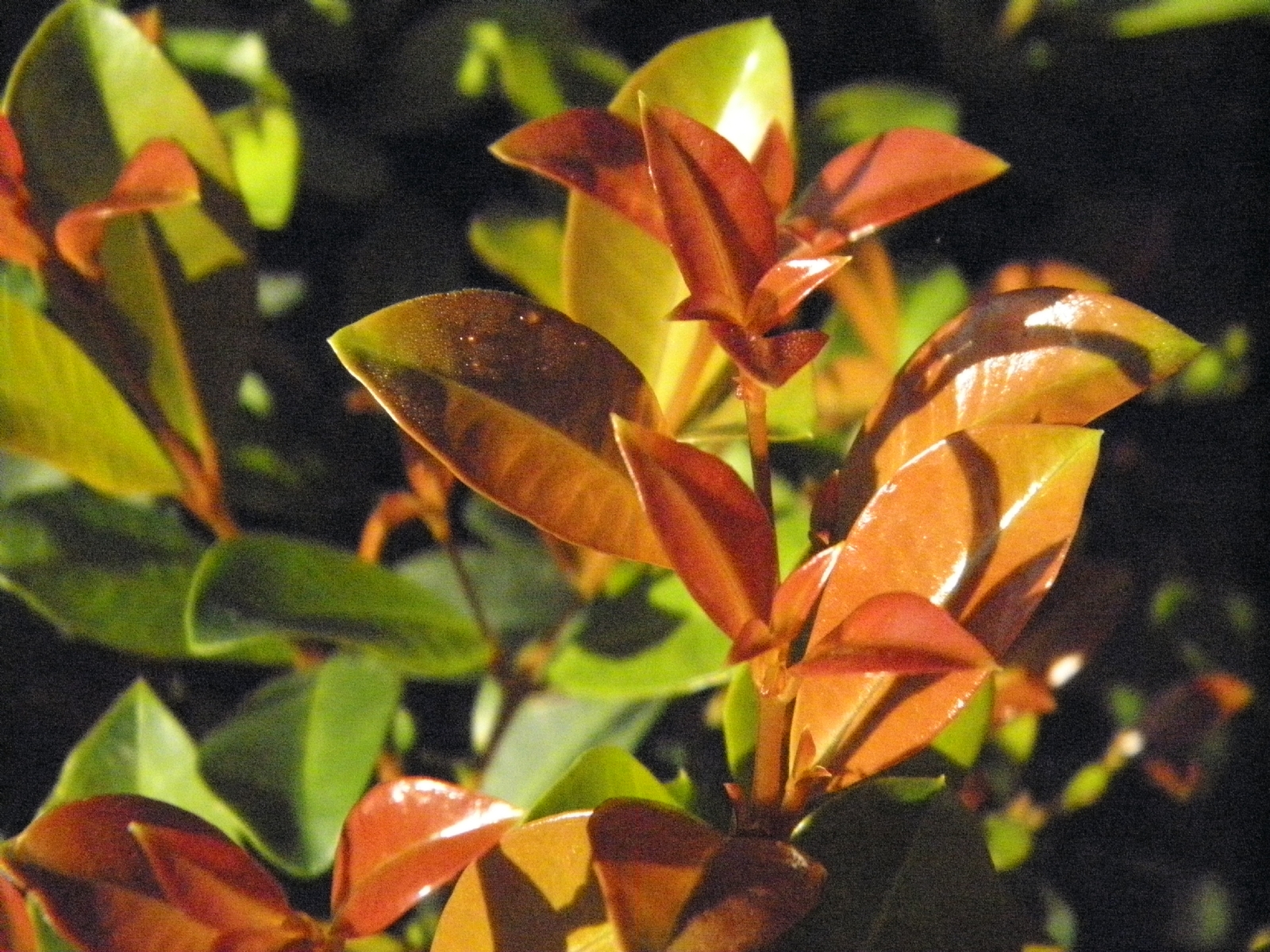 Eugenia-mirtifolia-1