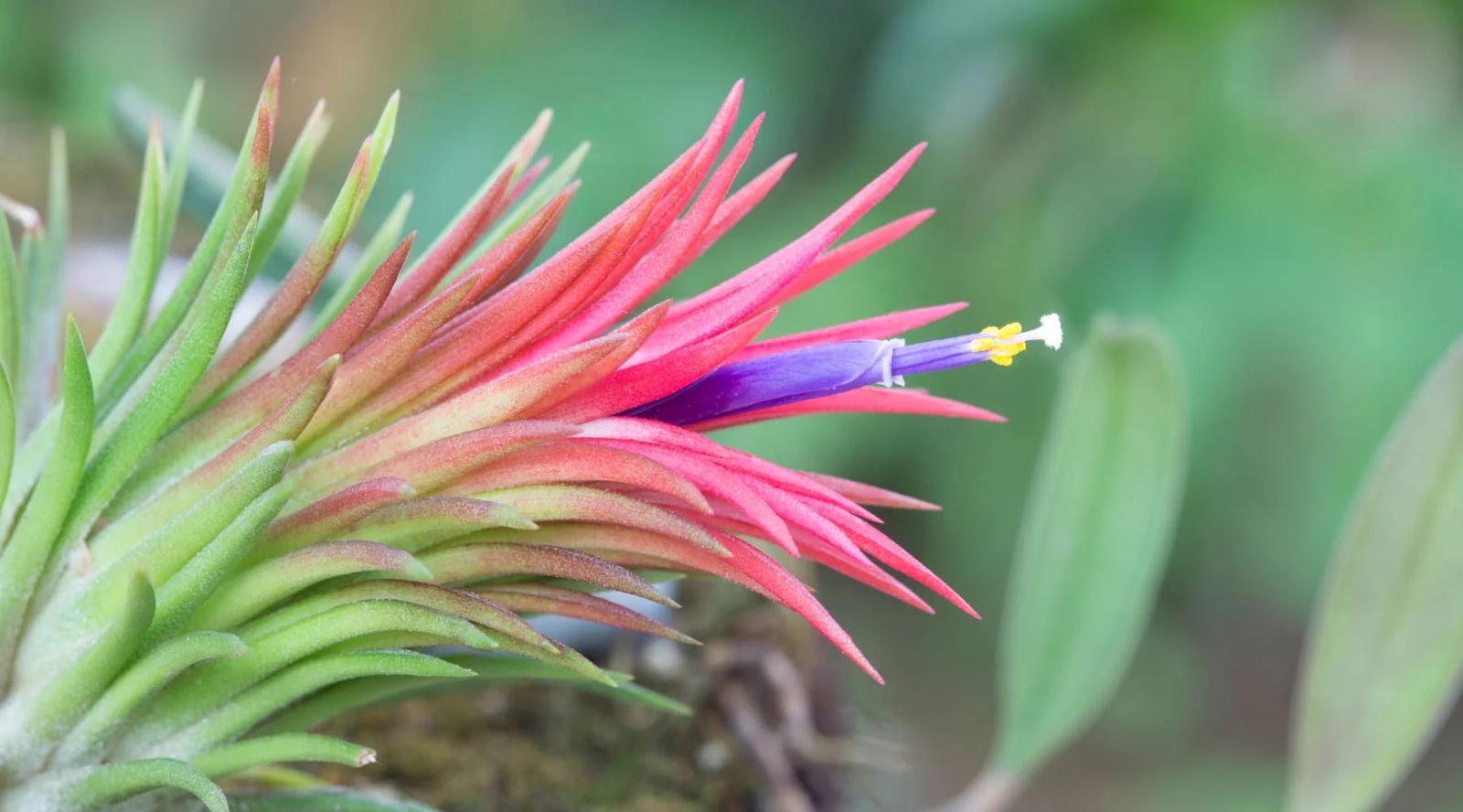 Tillandsia_ionantha