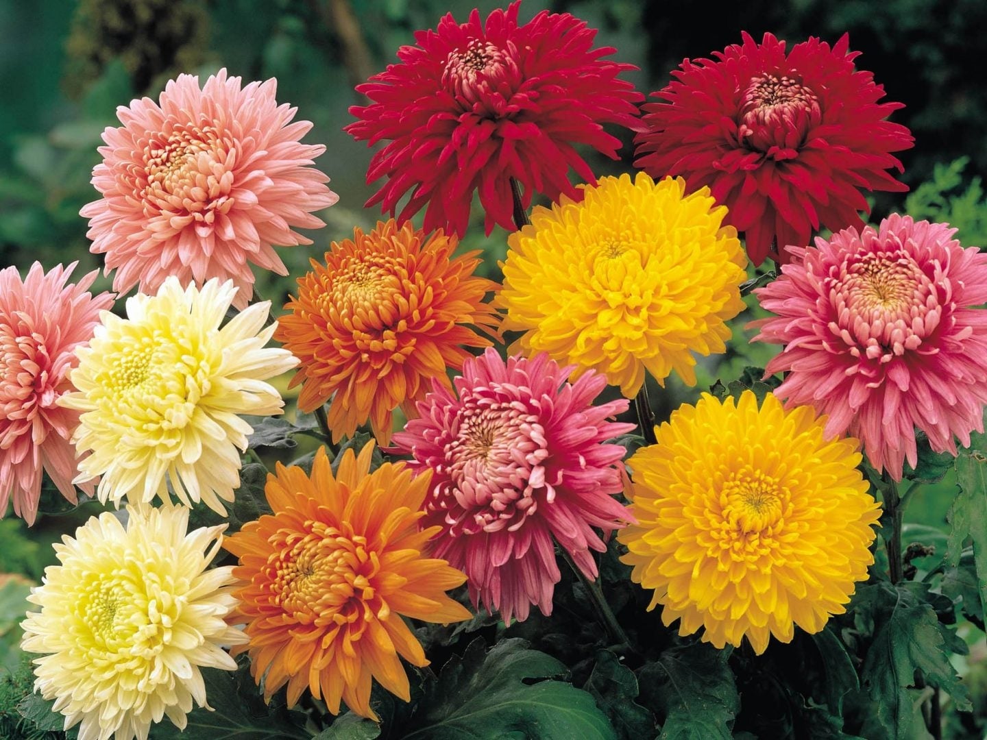 plantas Crisantemos 4 (Fuente Florespedia)