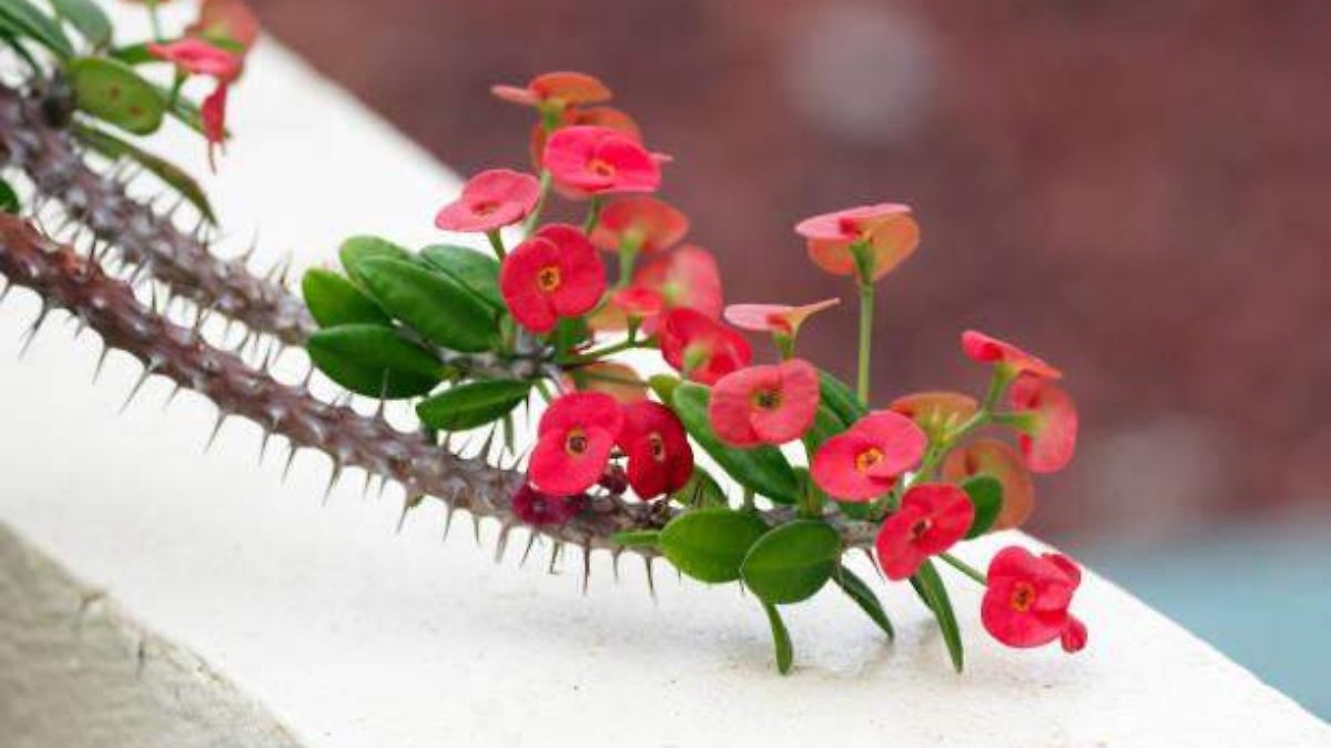 plantas 1