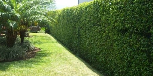 Plantas
