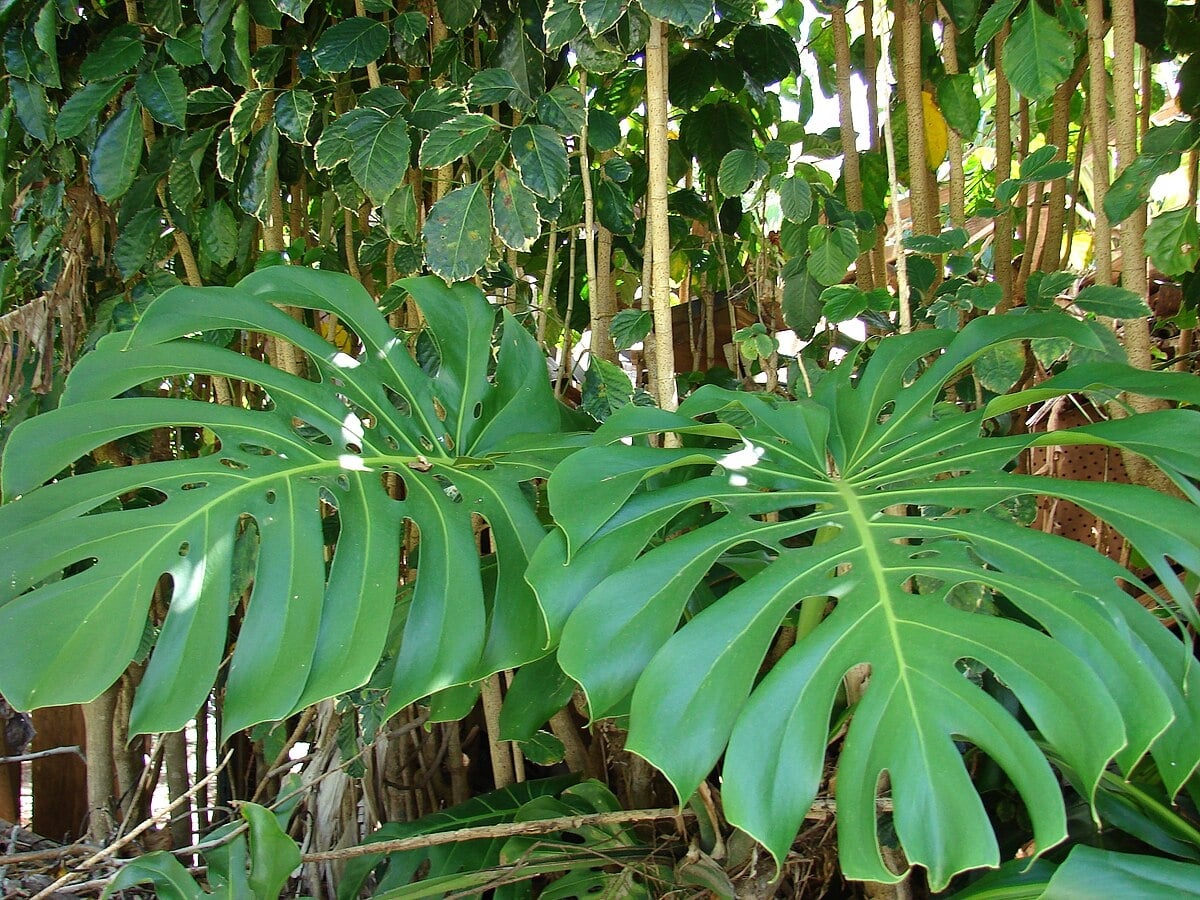 Starr_080731-9571_Monstera_deliciosa