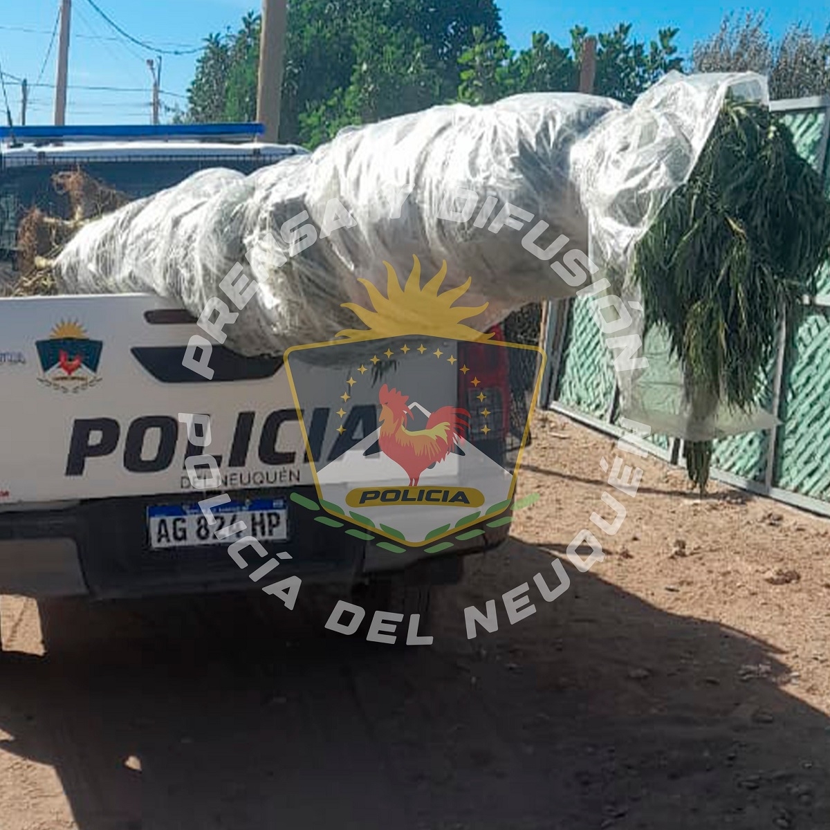 plantas de marihuana envueltas