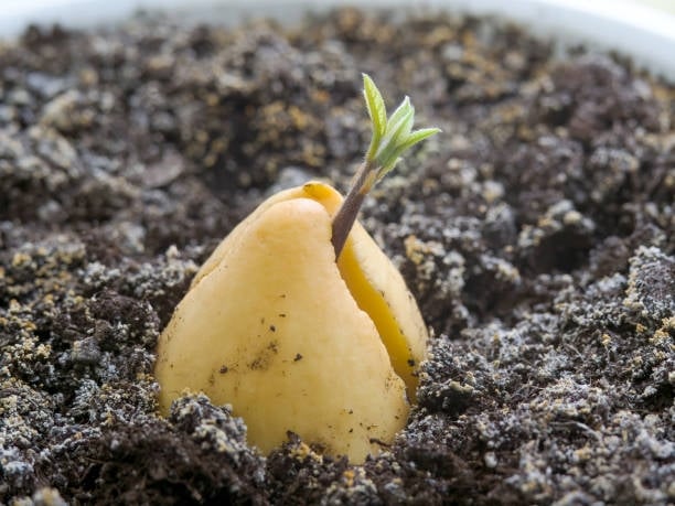 istockphoto-1357230552-612x612