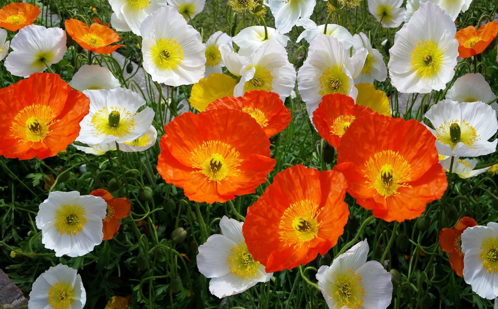 iceland-poppies-2832093_1920