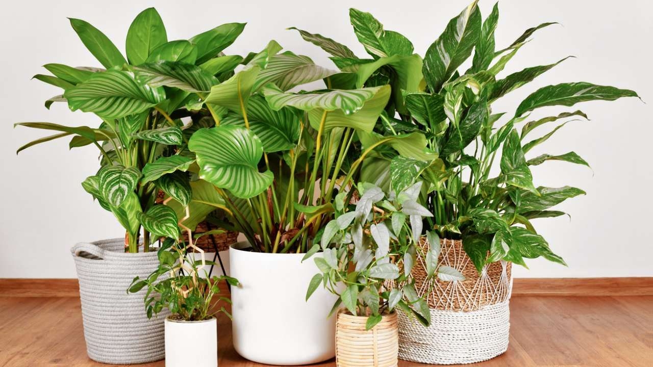 Plantas1 fuente hogarmanía