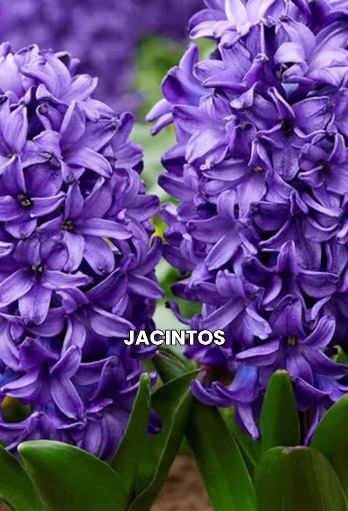 jacinto88