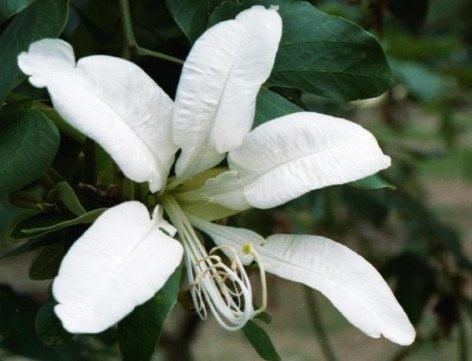plantas3