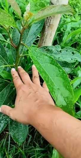 plantas3
