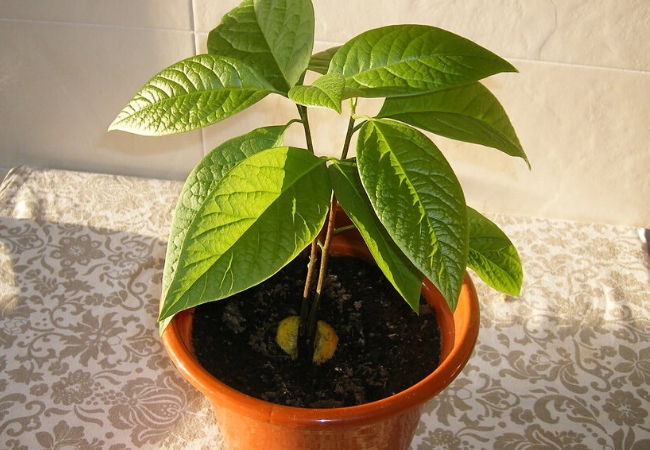 plantas2 fuente MíaFM.cienradios