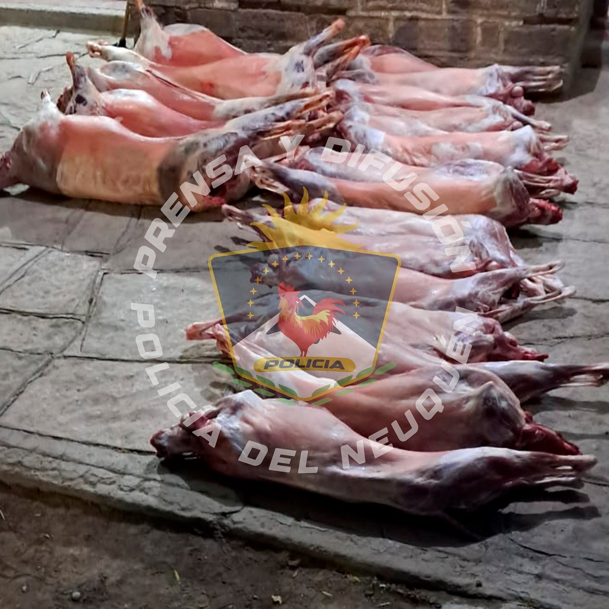 chivos y ovejas faenadas