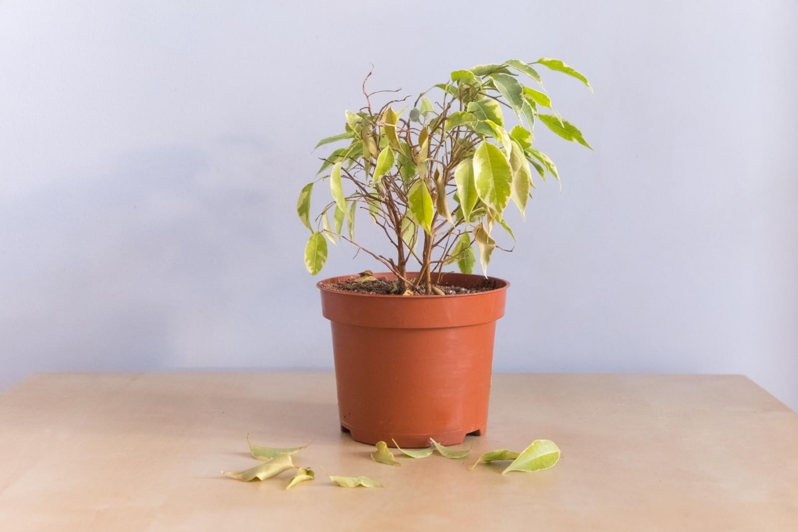 Plantas