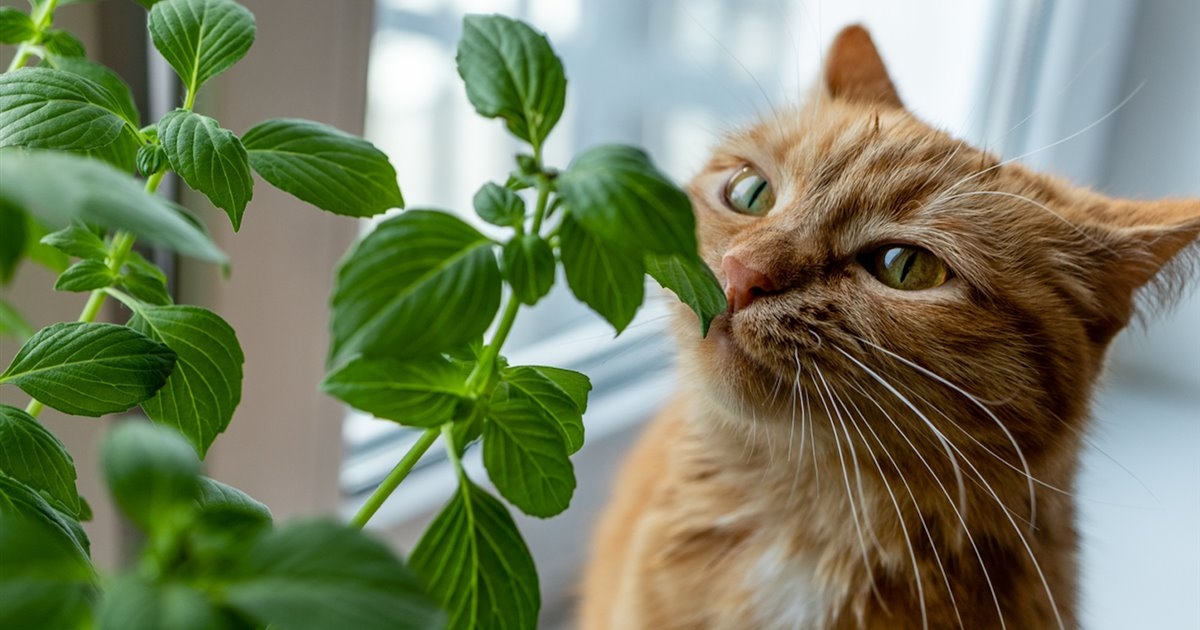 Plantas
