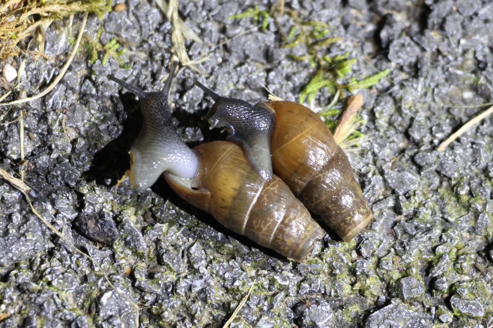 caracol-degollado-rumina-decollata-en-barcenilla-de-v0-ecao4bjoiyqc1