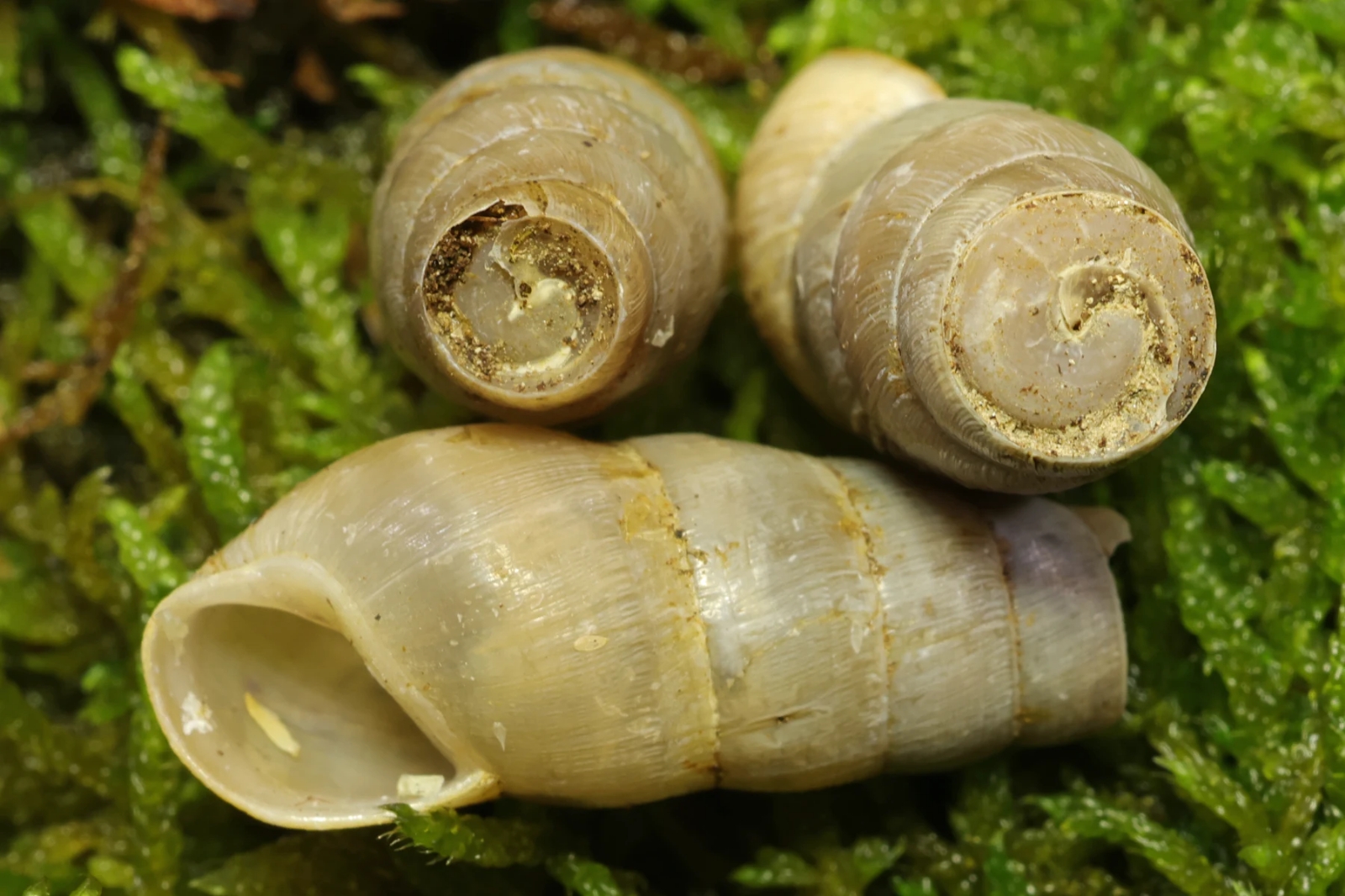 caracol-degollado