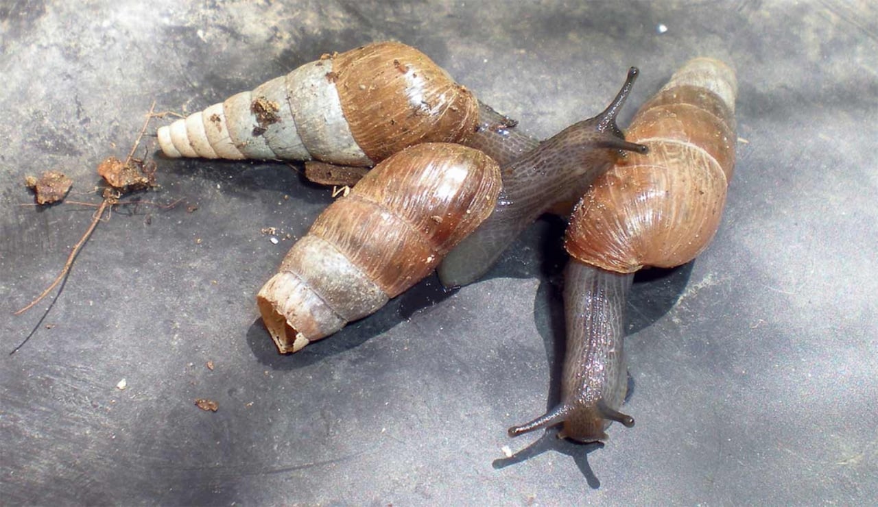 caracol-degollado-2013(1)