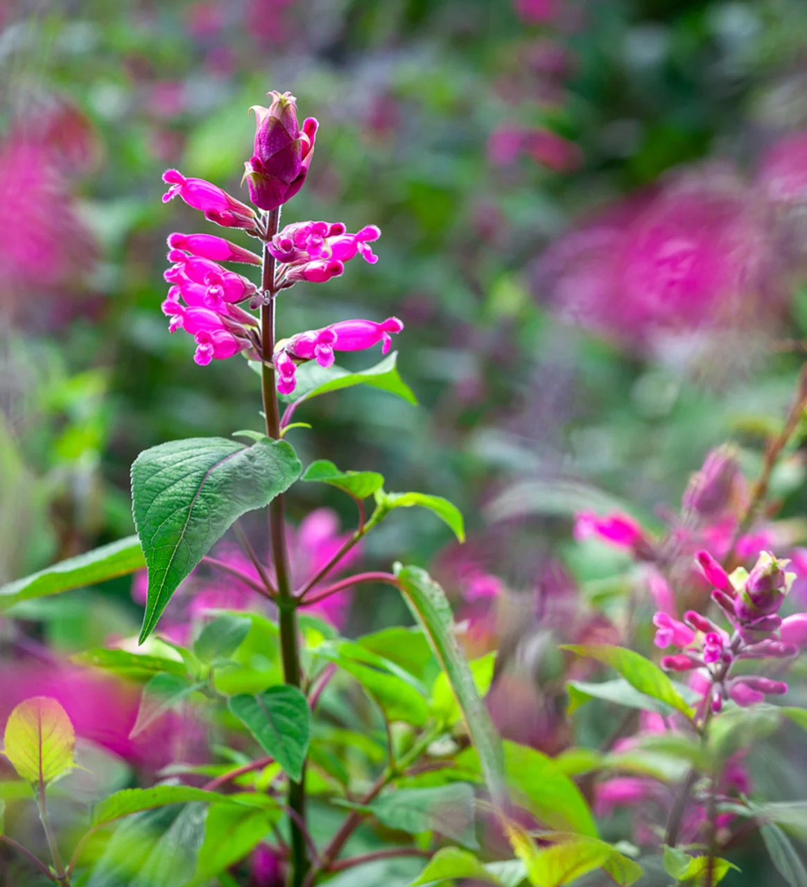 Salviainvolucrata_Hadspen