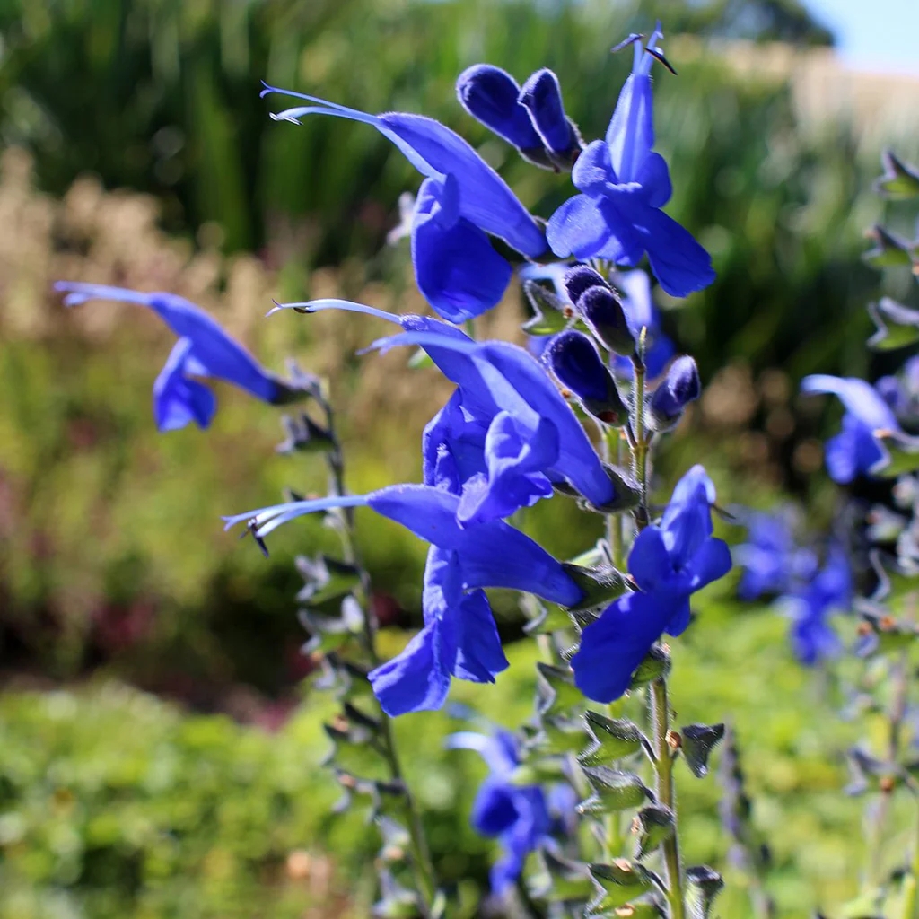 salvia-macrophytlla-psam_0c16588f-2612-452f-a6a4-0840825aaf38_1024x1024
