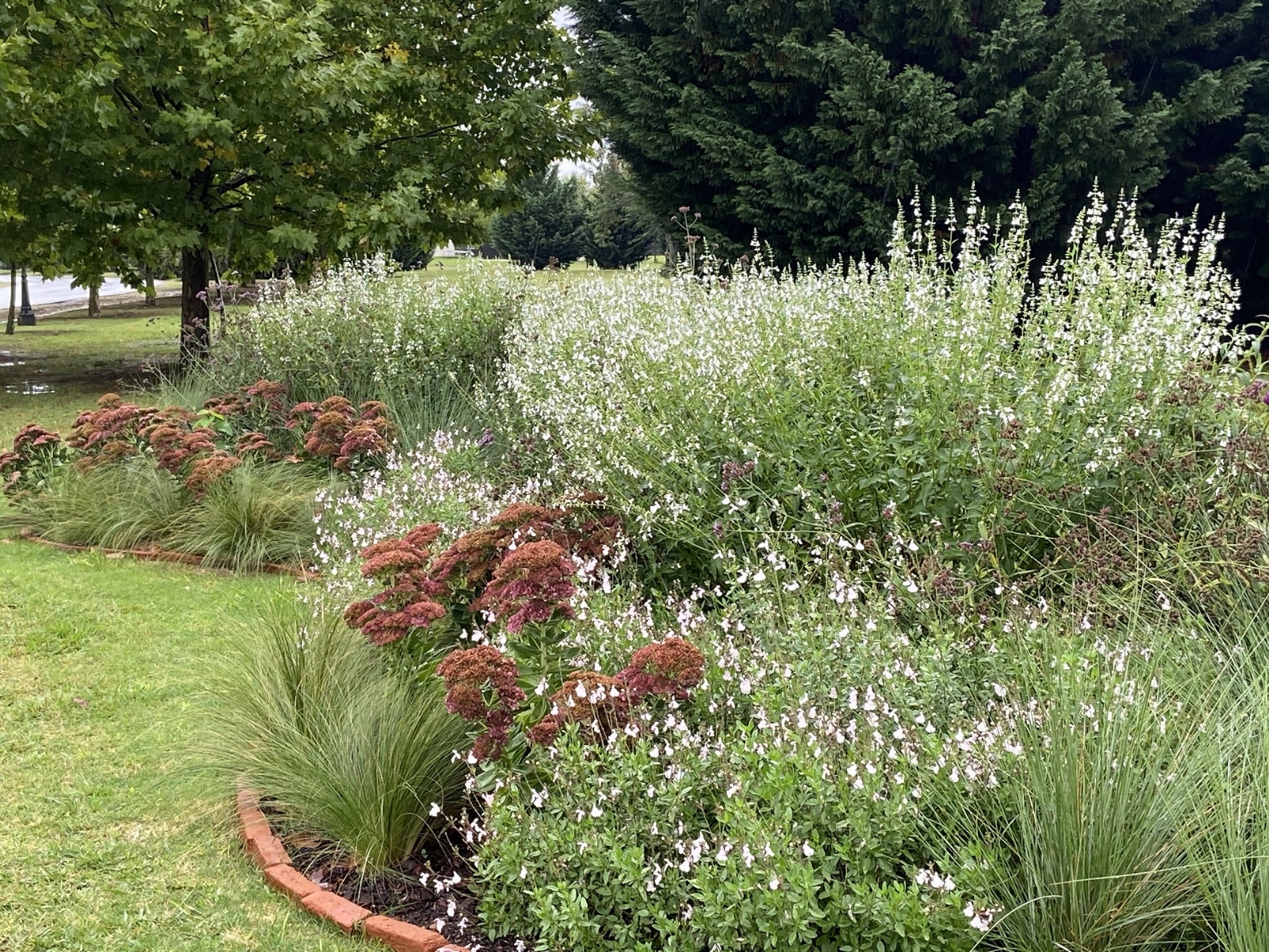 salvia-pallida-alba