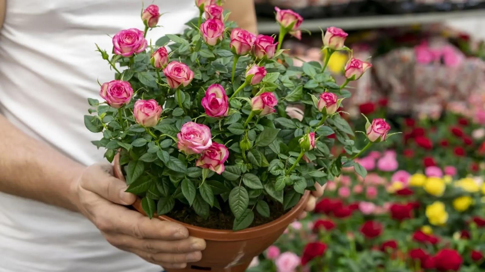 rosas-mini-maceta-freepik