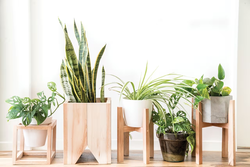 plantas 1