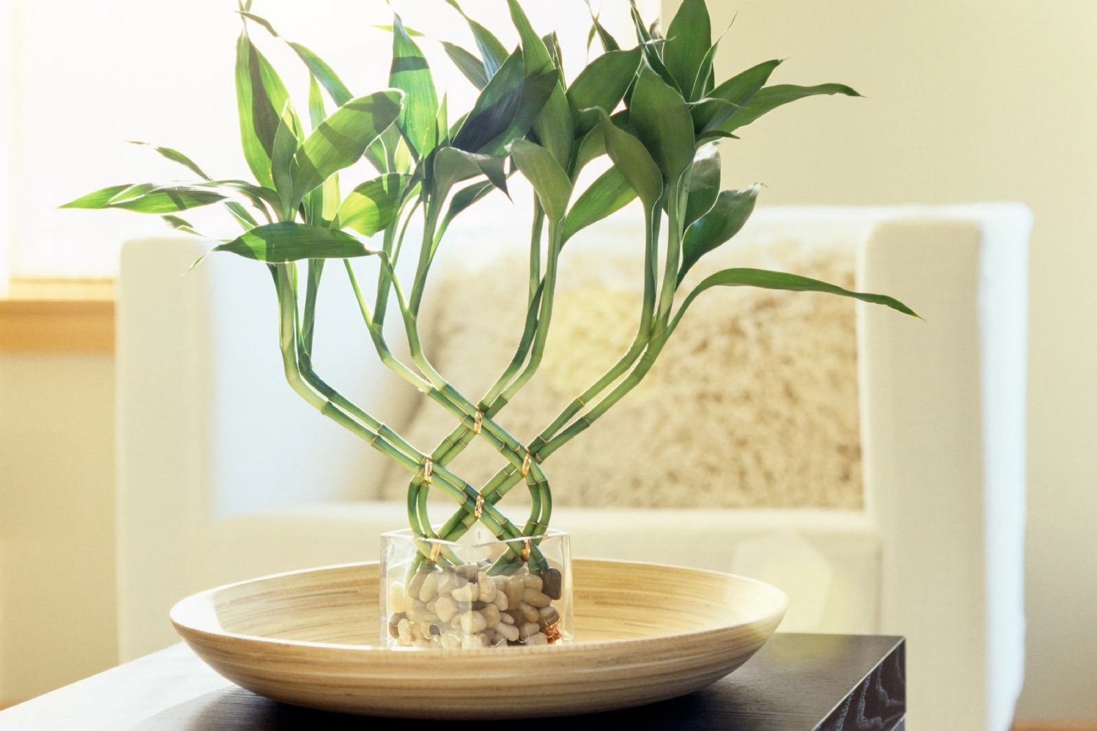 Planta