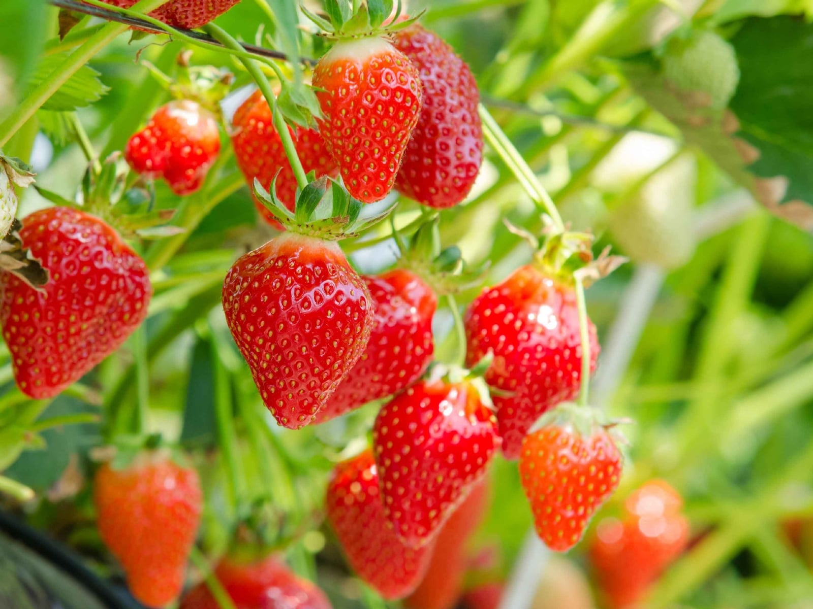 frutilla 1