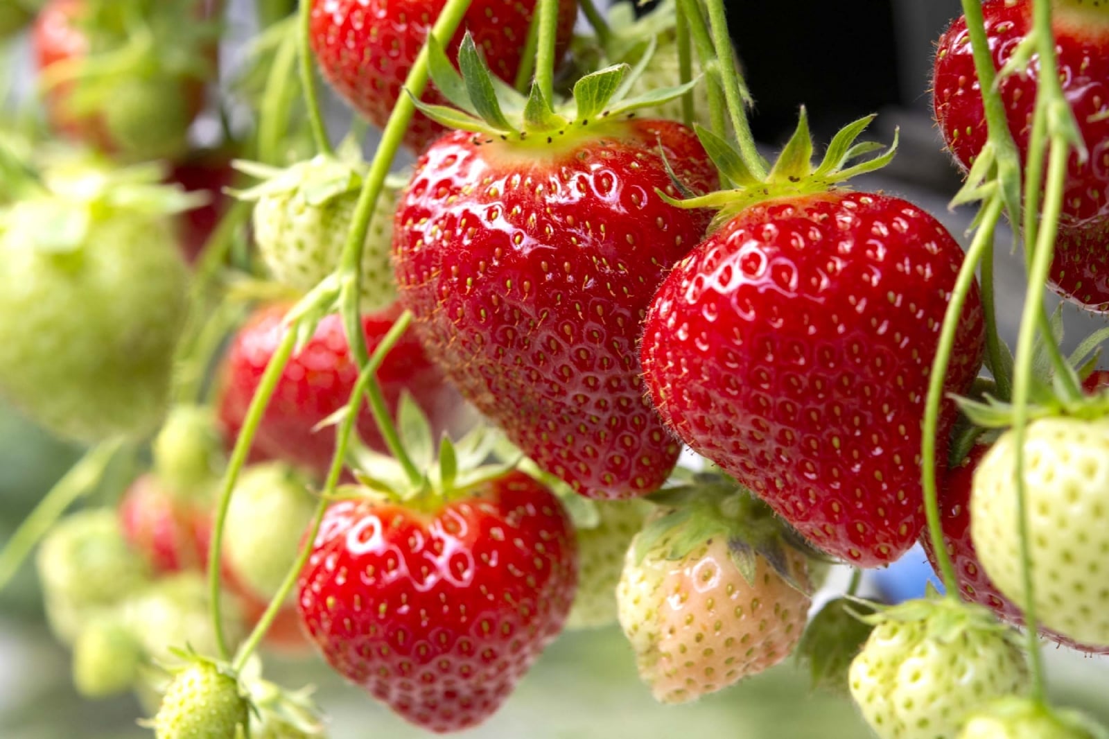 frutilla 3