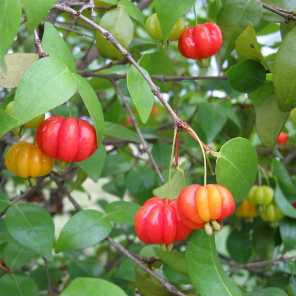 Pitanga 3