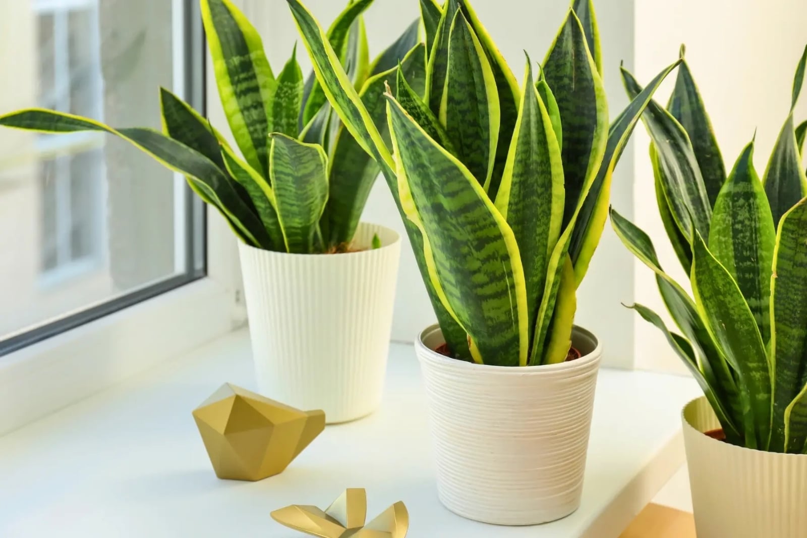 Planta