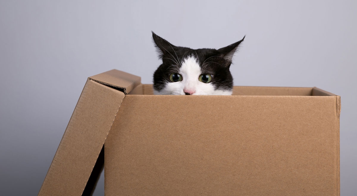 caja-carton-gato