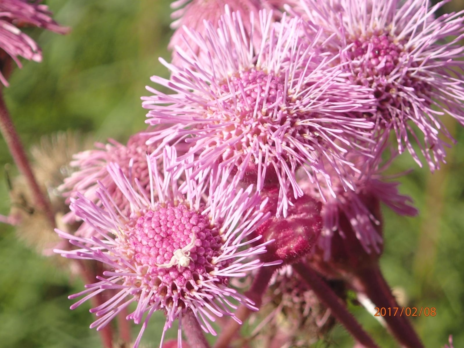 4284_Campuloclinium_macrocephalum_15929582