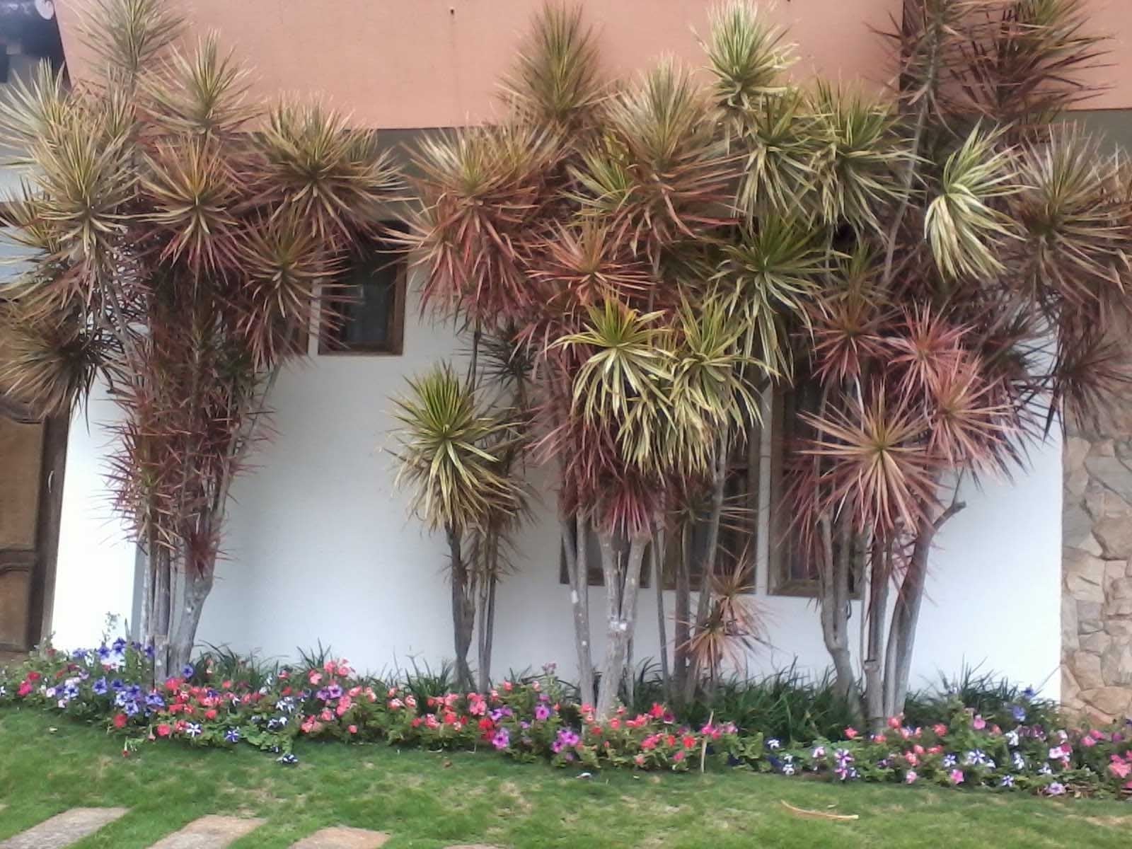 dracena-tricolor-marginata-1