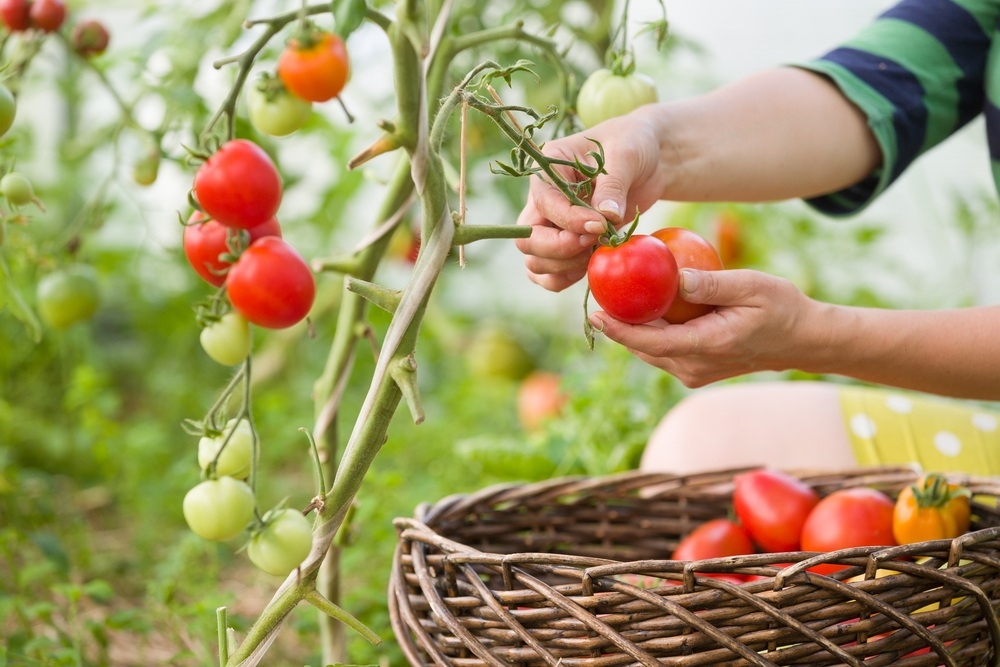 Tomates 6