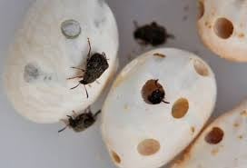 Gorgojos