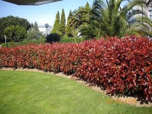Planta 4