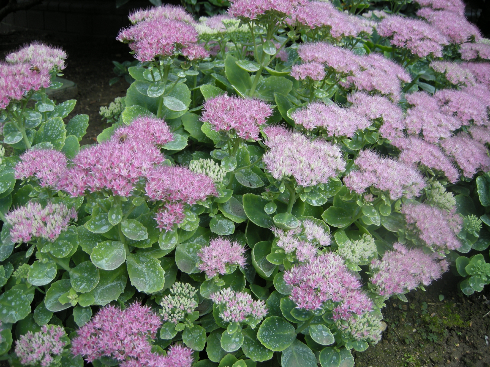 Suculenta