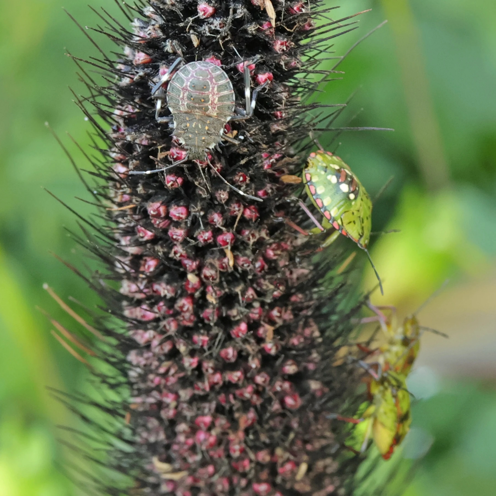 Larvas-de-chinche-parda-marmorada-y-chinche-verde-en-la-inflorescencia-de-un-mijo-perla