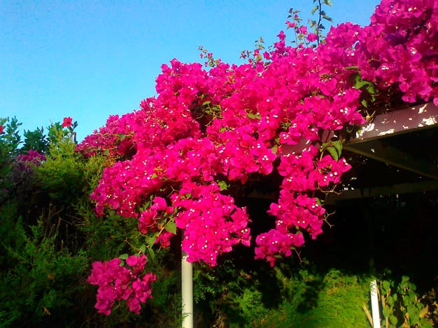 santa rita 1