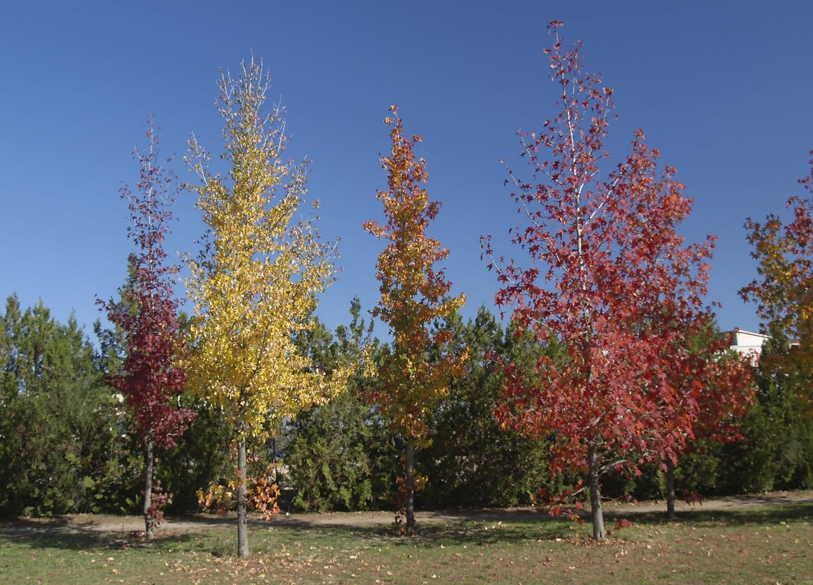 liquidambar-en-otono