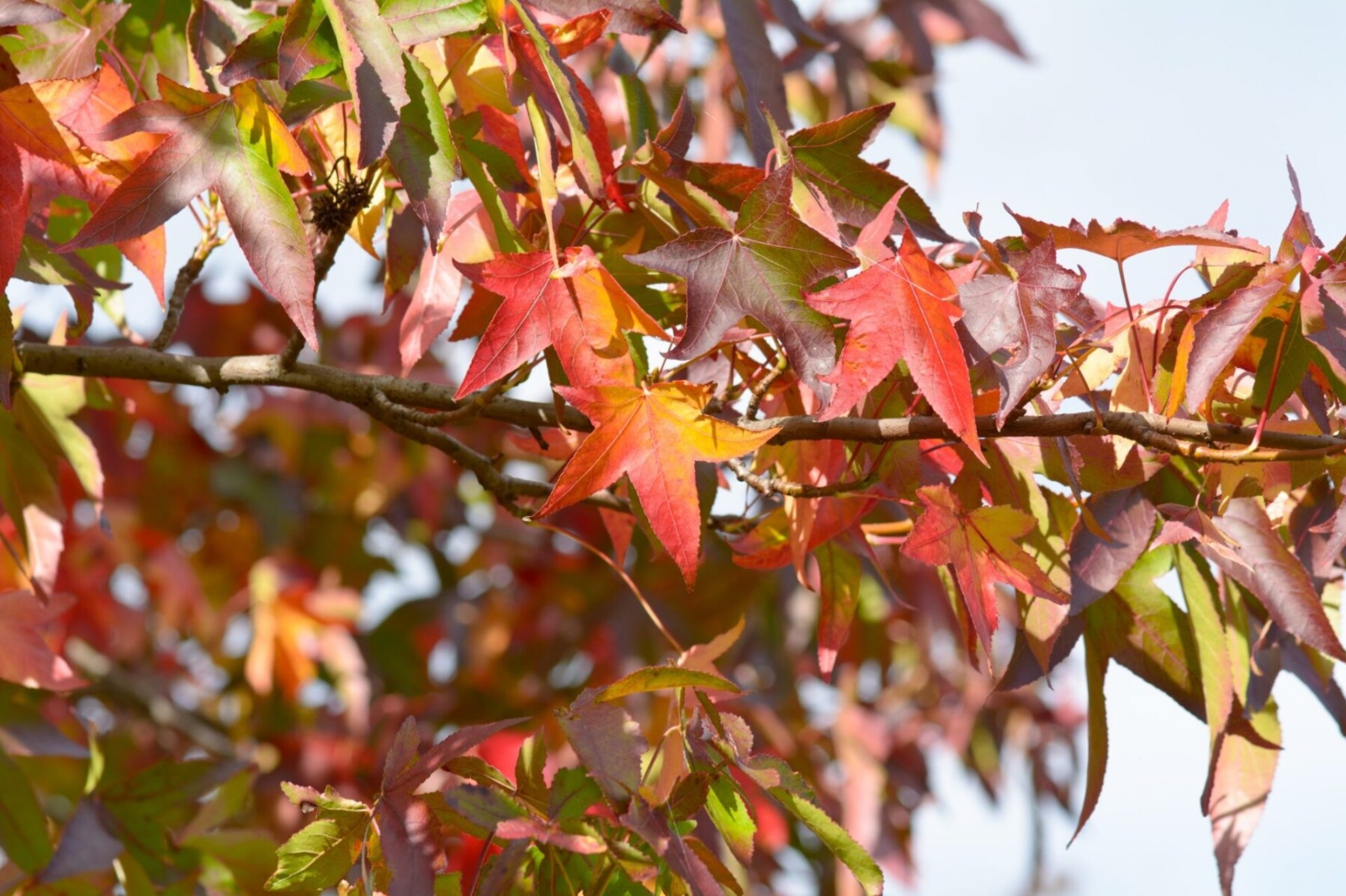 gum_sweet_leaves_istock-506324994