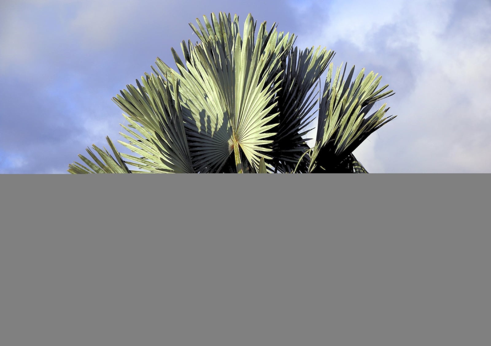 palmeira-azul-EricG-flickr