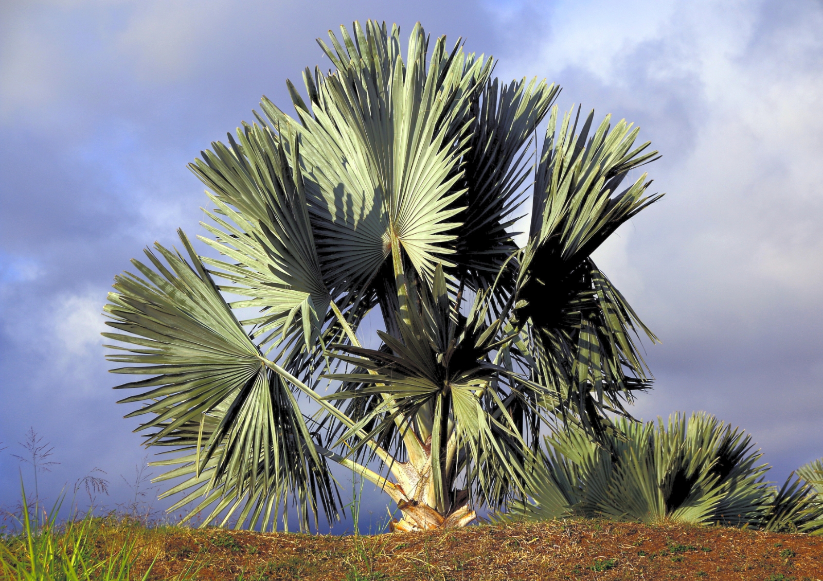 palmeira-azul-EricG-flickr(1)